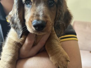 Dachshund – Springfield Lakes
