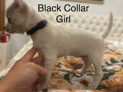 Chihuahua – Mount Gambier