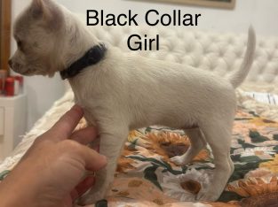 Chihuahua – Mount Gambier