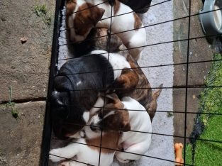 American Staffordshire Bull Terrier – Moe