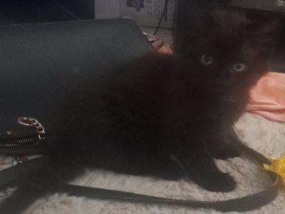 Maine Coon – Heddon Greta