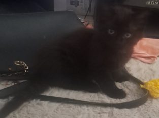 Maine Coon – Heddon Greta