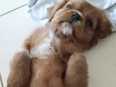 Cavoodle – Saint Marys