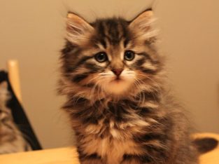 Siberian Cat – Sydney