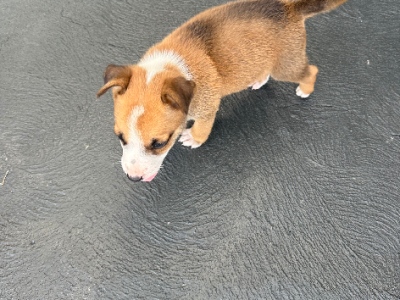 Other Dogs – Hoxton Park