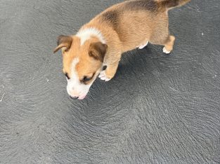 Other Dogs – Hoxton Park