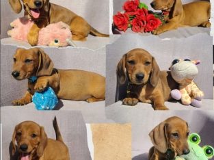 Miniature Dachshund – Tamworth
