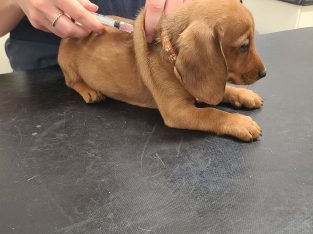 Miniature Dachshund – Tamworth