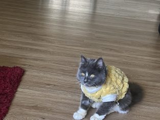 RagaMuffin – Maidstone