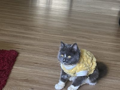 RagaMuffin – Maidstone