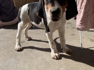 Beagle – Sunbury