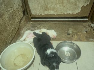 Border Collie – Thornlie