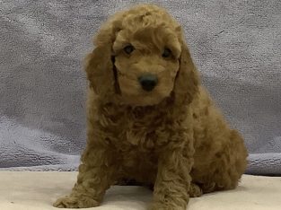 Poodle Mini – Cairnlea