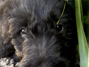 Bordoodle – Tuerong