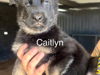 German Shepherd – Port Augusta