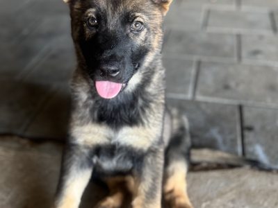 German Shepherd – Odedda Barry