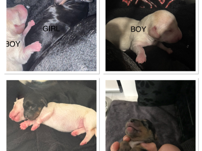 Dachshund – Brabham