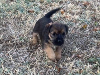 Border Terrier – Alexandra