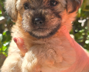 Maltese Shih Tzu – Berwick