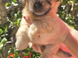 Maltese Shih Tzu – Berwick