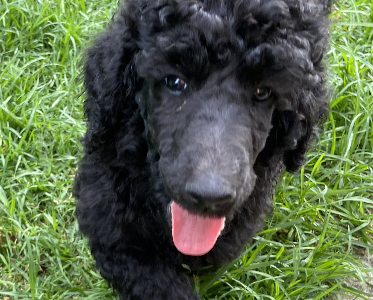 Poodle Standard – Cranbourne