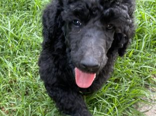 Poodle Standard – Cranbourne