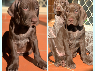 German Shorthaired Pointer – Hinchinbrook