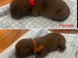 Border Collie – Penrith