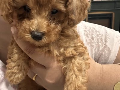 Small Dogs – Christian