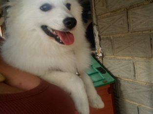 Japanese Spitz – Deer Park