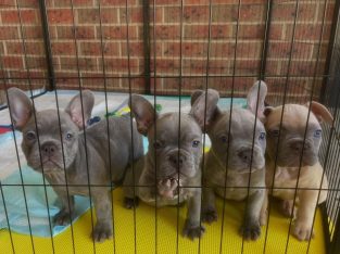 French Bulldog – Castlemaine