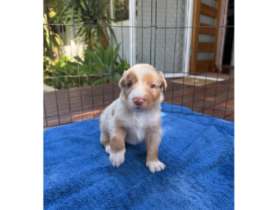 Australian Shepherd – Hamilton Hill