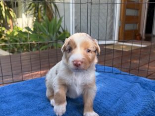 Australian Shepherd – Hamilton Hill