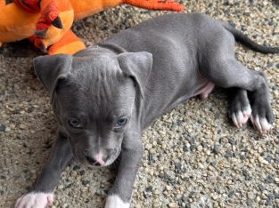 American Staffordshire Bull Terrier – Mernda