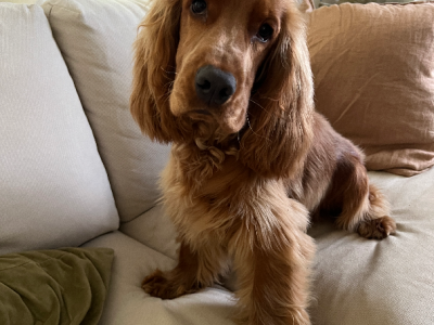 Cocker Spaniel – Fairfield
