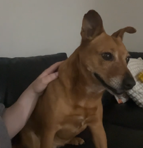 Staffordshire Bull Terrier – Middleton Grange