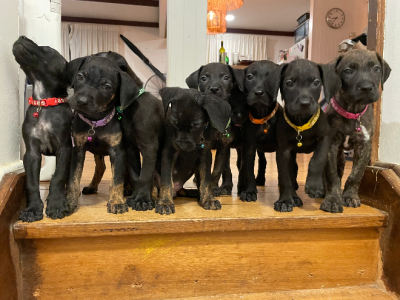 Other Dogs – Narooma