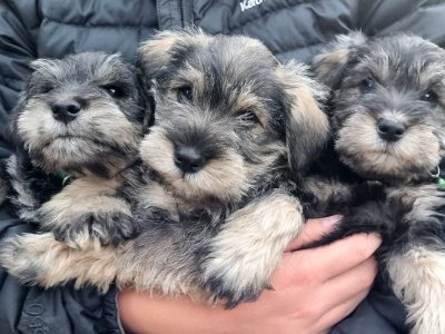 Schnauzer (Miniature) – Mount Gambier