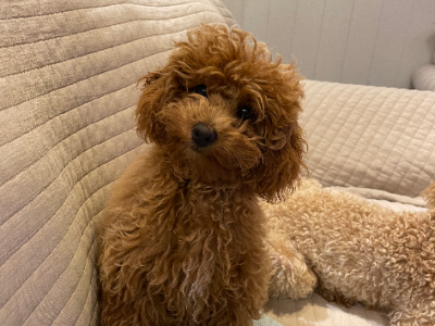 Poodle Mini – Griffith