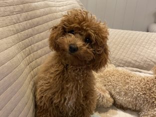 Poodle Mini – Griffith