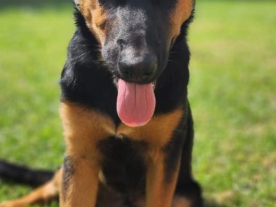 German Shepherd – Bradbury
