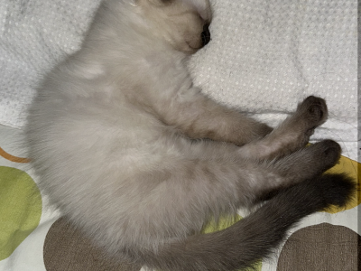Ragdoll – Robina