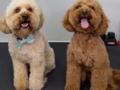 Toy Poodle – Deer Park