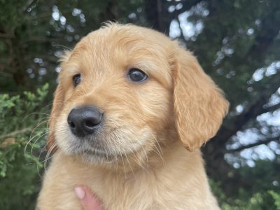 Groodle – Stratford