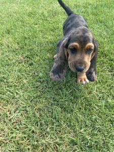 Basset Hound – Ipswich