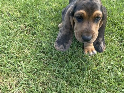 Basset Hound – Ipswich