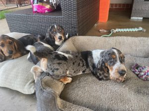 Basset Hound – Ipswich