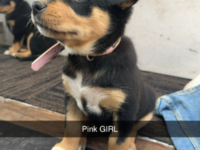 Australian Kelpie – Blackwarry