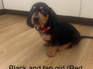 Dachshund – Bundaberg Central
