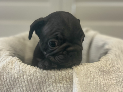 French Bulldog – Rockingham